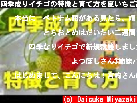 四季成りイチゴの特徴と育て方を夏いちご栽培のプロが解説  (c) Daisuke Miyazaki